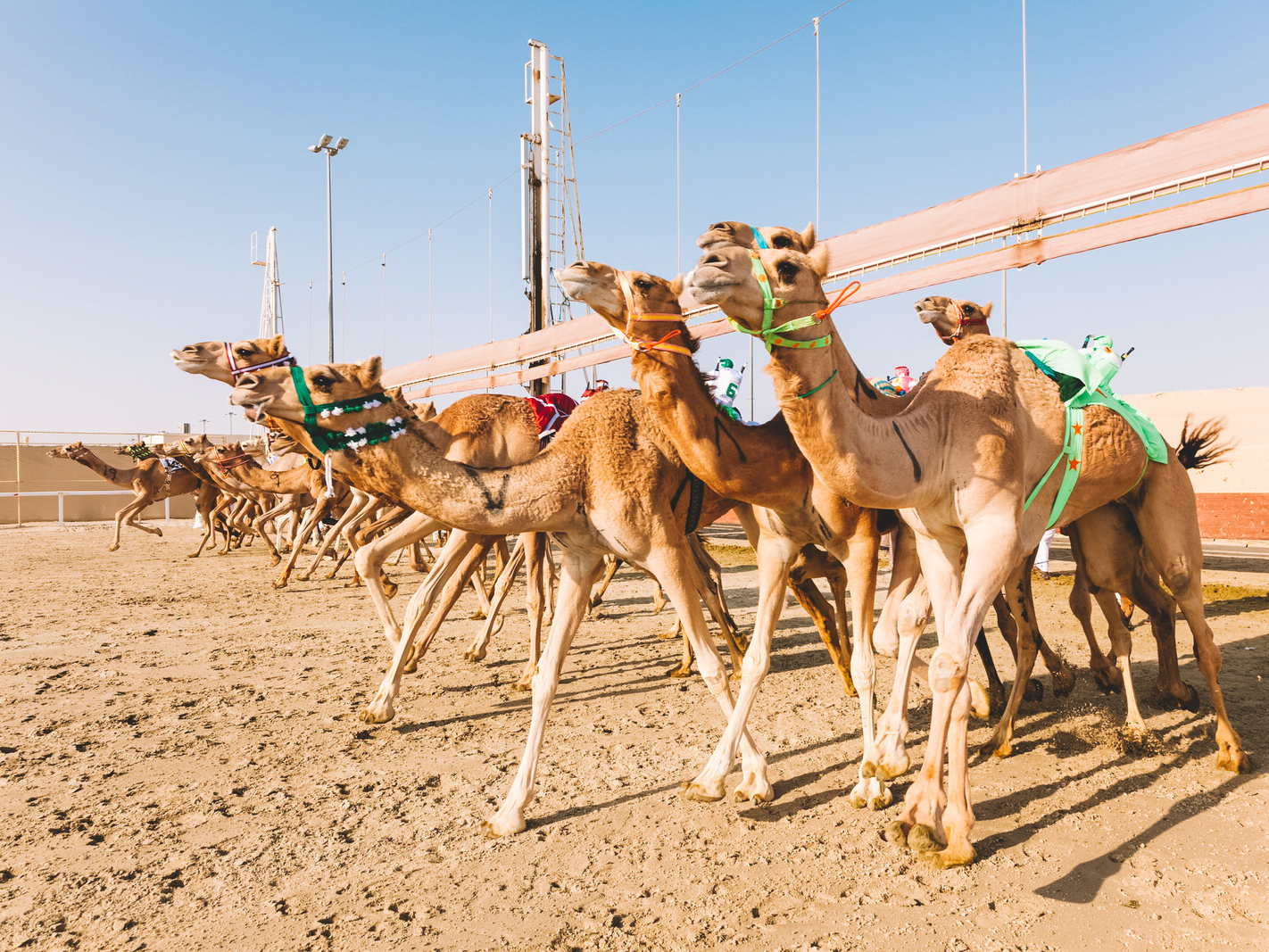 https://visitqatar.com/intl-en/highlights/iconic-places/al-shahaniya-camel-racetrack