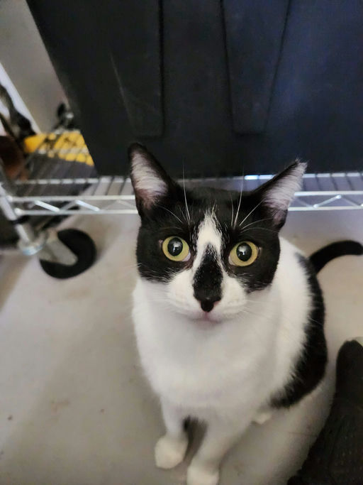 HollyGoLightly - HollyGoLightly