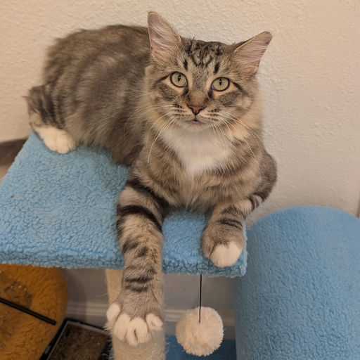 Cleopatra - Cleopatra