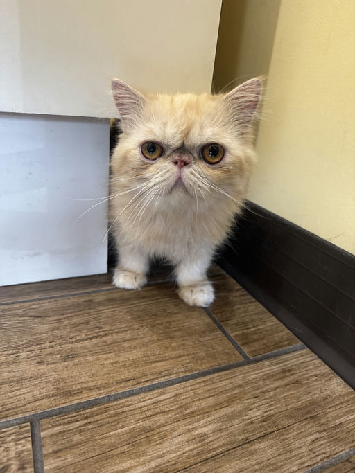 Sir Sriracha  - Sir Sriracha 