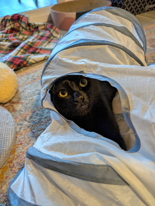 cats - Comet Image 19