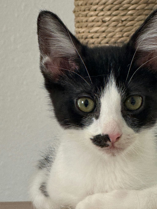 cats - Muffin Image 3