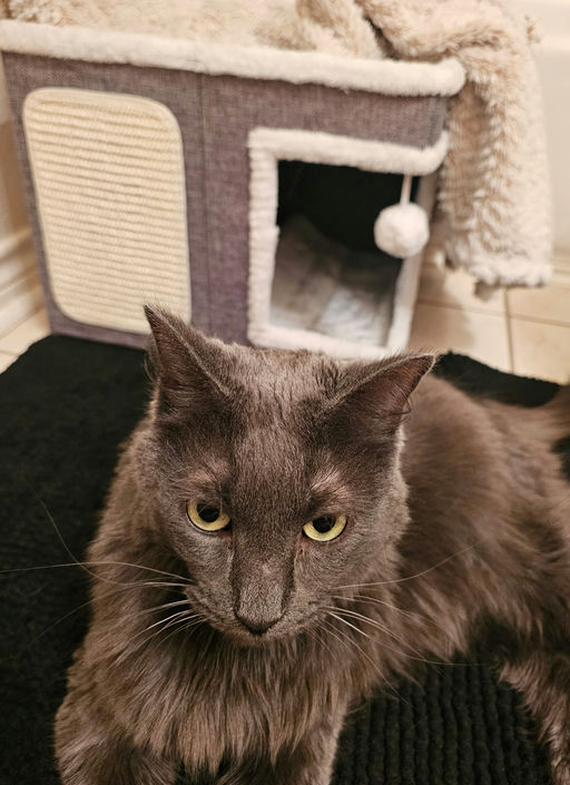 cats - Cheeseburger Image 2