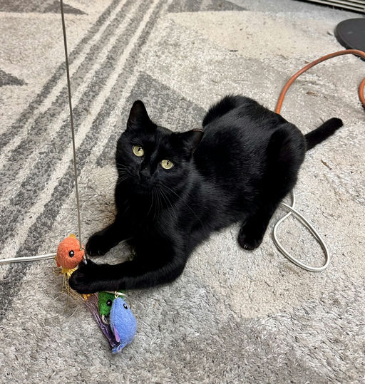 cats - Comet Image 2