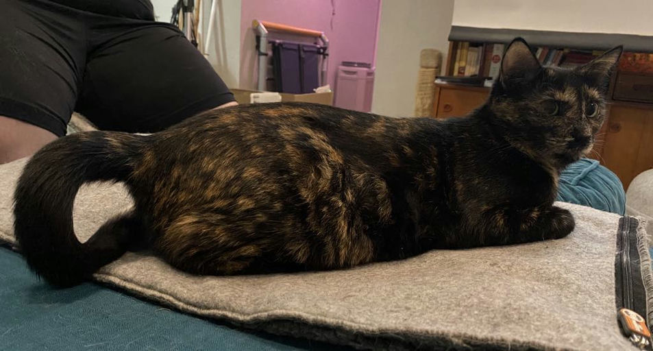 cats - Lady Image 17