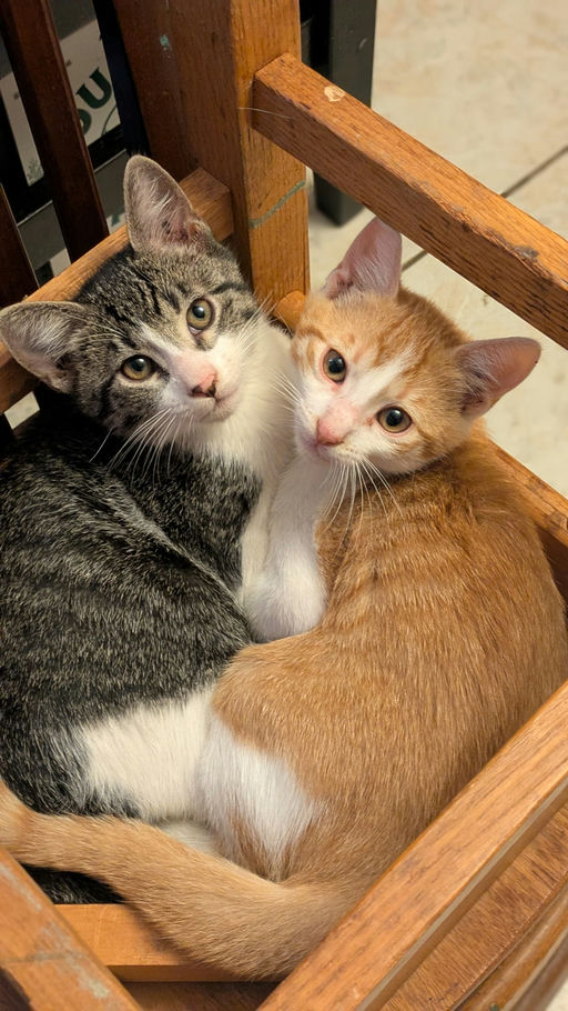 cats - Smalls Image 5