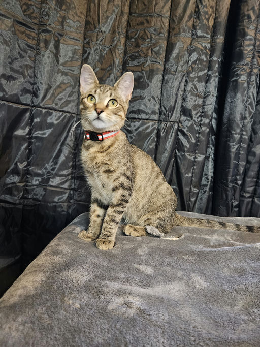 cats - Bobby Image 3