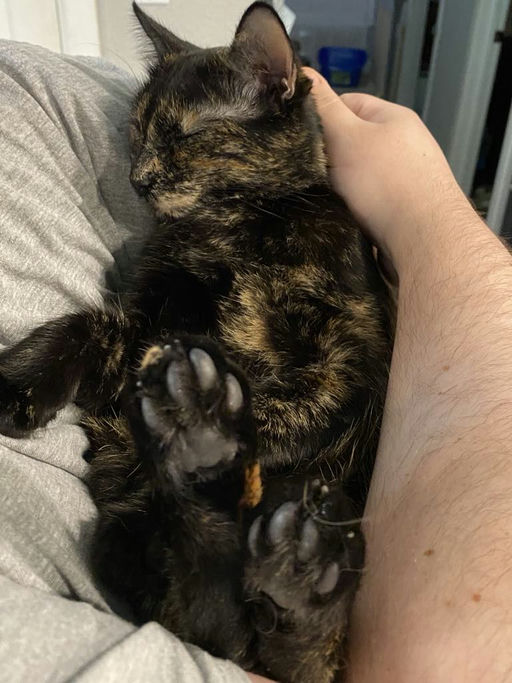 cats - Lady Image 12