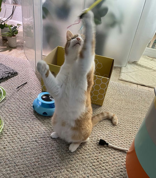 cats - Honey Butter Image 14