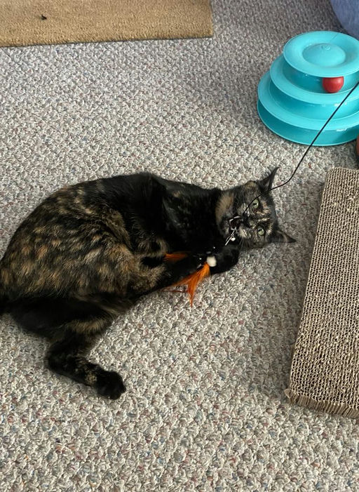 cats - Lady Image 15