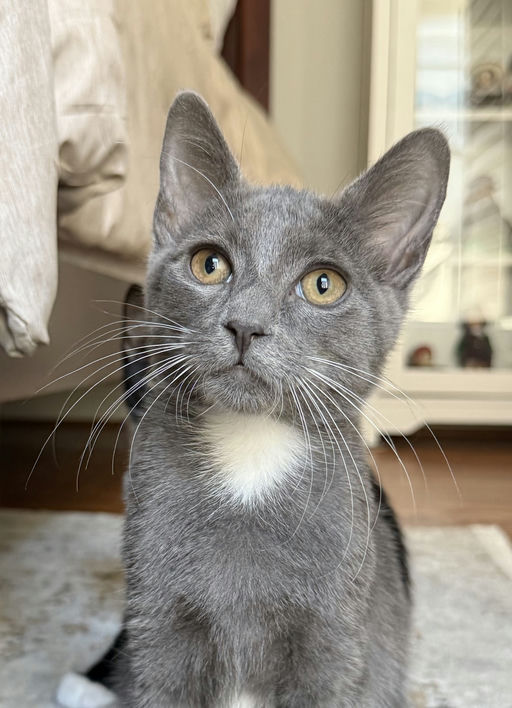 cats - Drogon Image 3