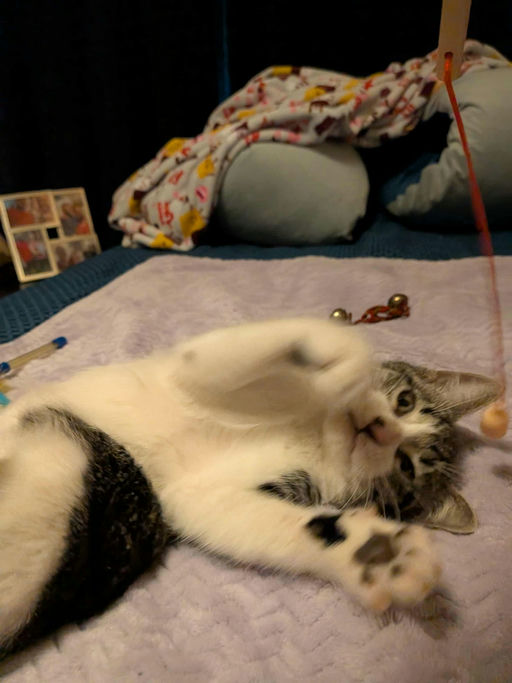 cats - Smalls Image 4