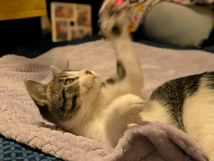 cats - Smalls Image 3