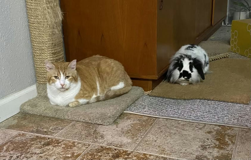 cats - Honey Butter Image 17