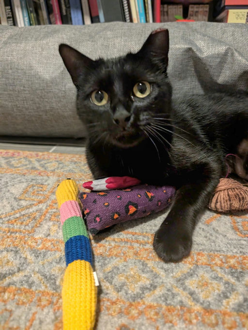 cats - Comet Image 6