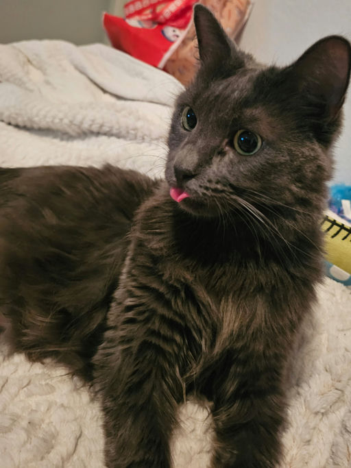 cats - Cheeseburger Image 3