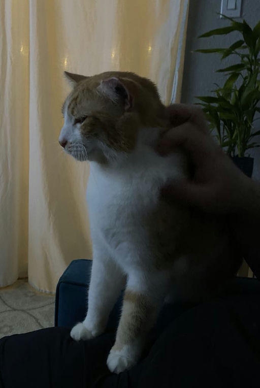 cats - Honey Butter Image 2