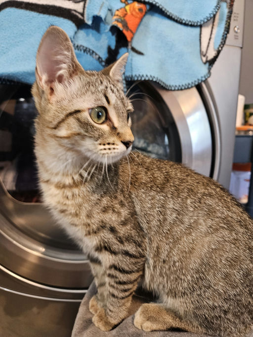 cats - Caroll Image 3