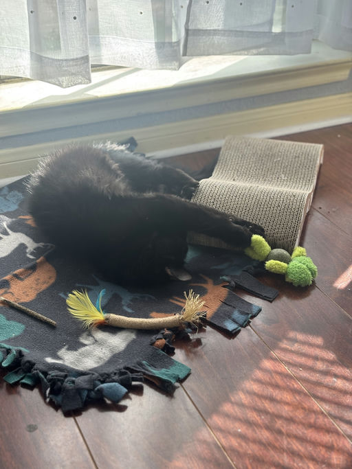 cats - Astria Image 4