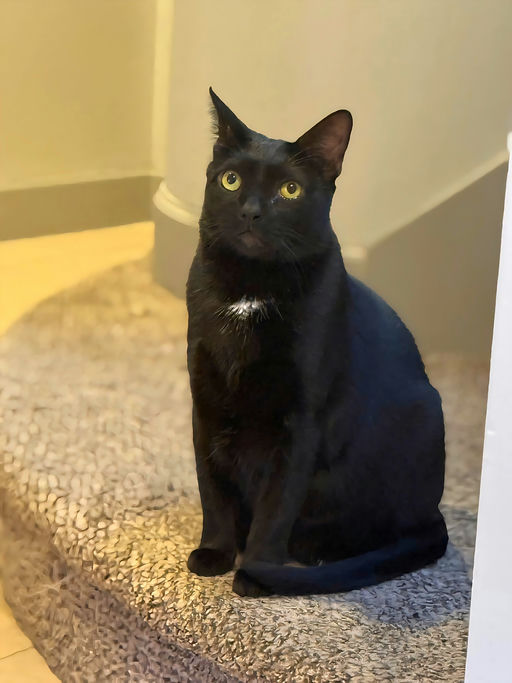 cats - Peter Image 7