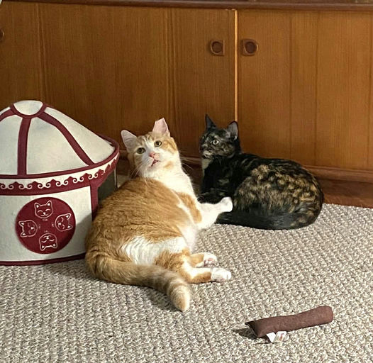 cats - Honey Butter Image 19