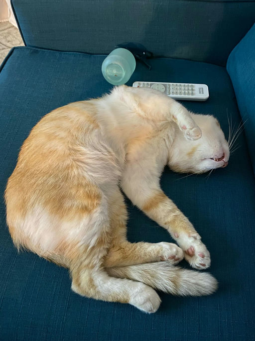 cats - Honey Butter Image 6