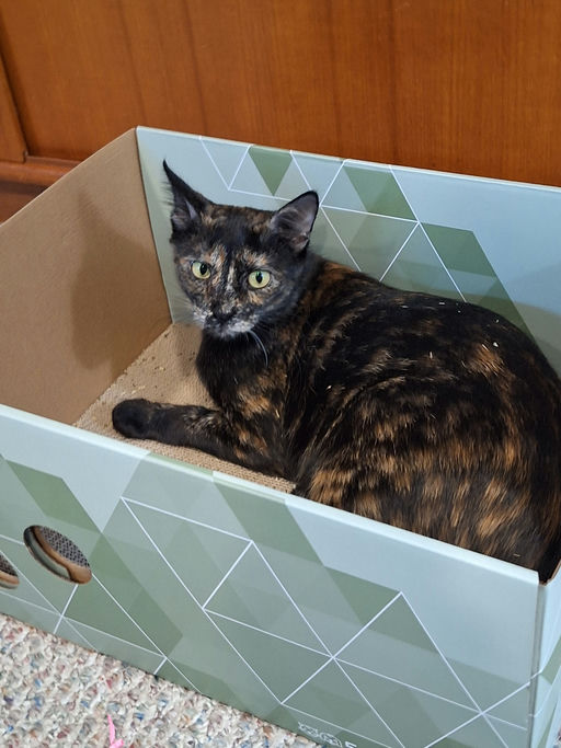 cats - Lady Image 11