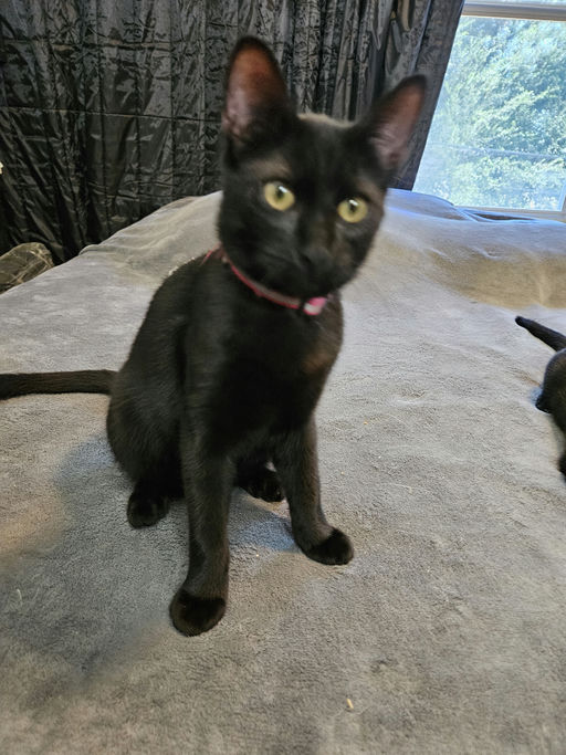 cats - Cuddles Image 1