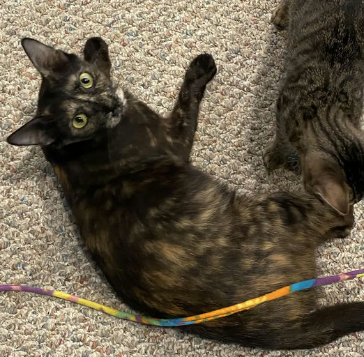 cats - Lady Image 19