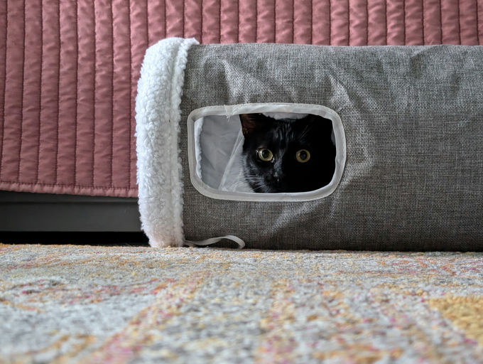 cats - Comet Image 14