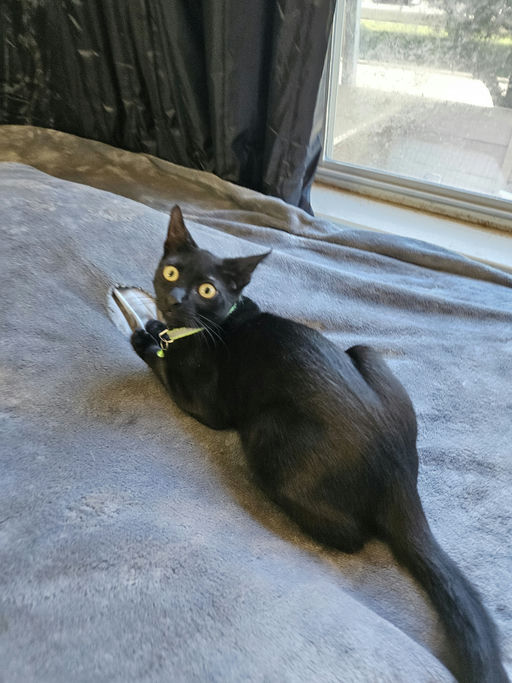 cats - Casanova Image 0