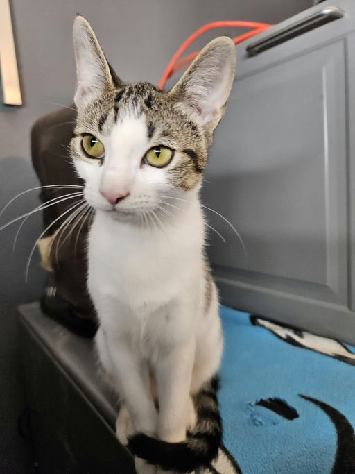 cats - Alice Image 1