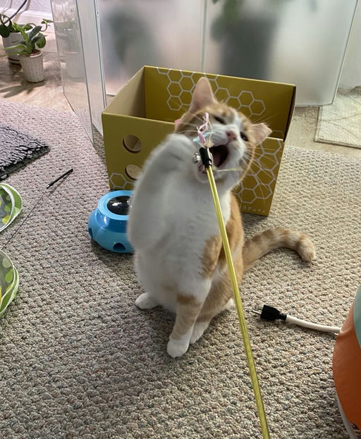 cats - Honey Butter Image 12