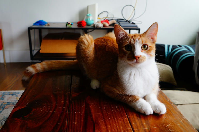 cats - Ching Image 2