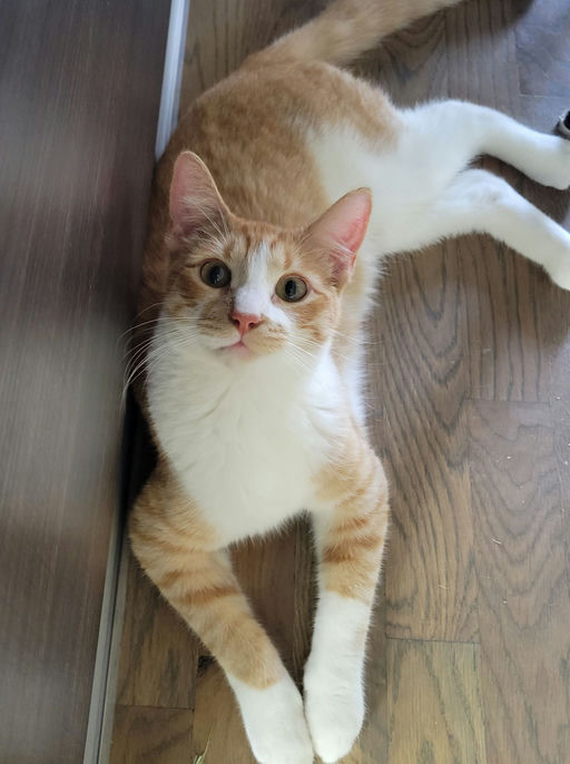 cats - Ching Image 5