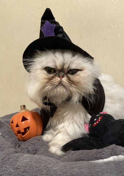 cats - Princess Image 9