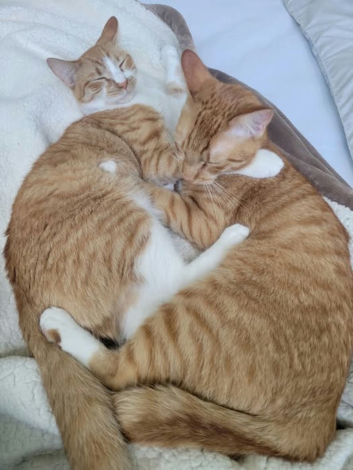 cats - Ching Image 3