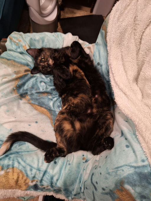 cats - Lady Image 14