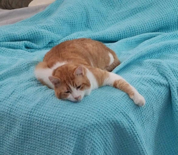 cats - Honey Butter Image 9