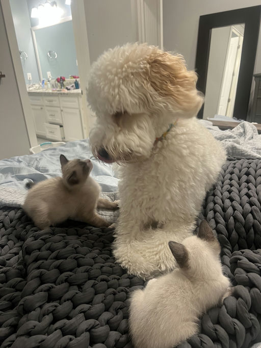 cats - Bingo Image 4