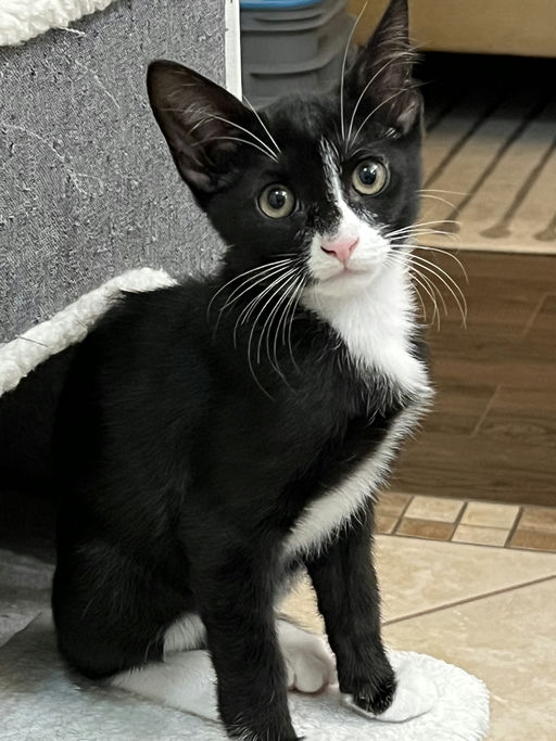 cats - Viserion Image 1