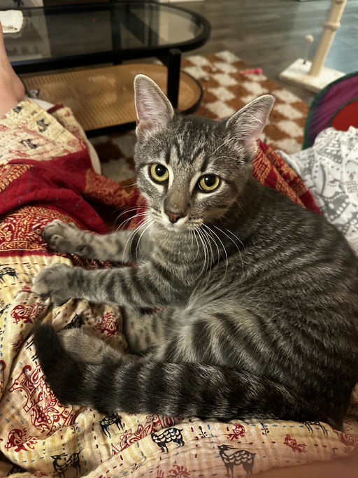 cats - Merlin Image 4