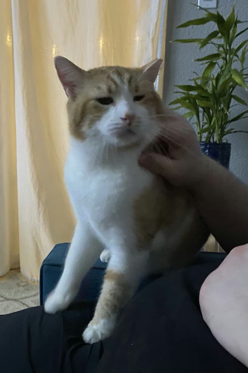 cats - Honey Butter Image 3