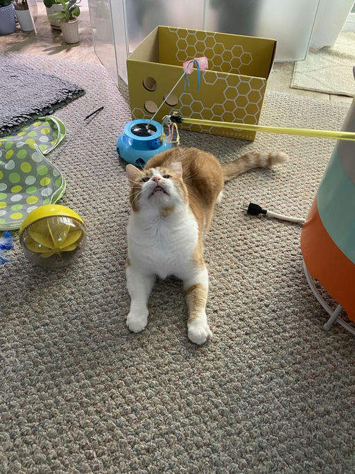 cats - Honey Butter Image 15