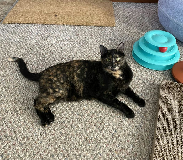 cats - Lady Image 22