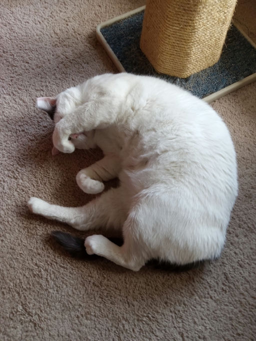 cats - Leche Image 4