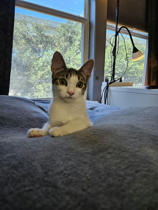 cats - Alice Image 3