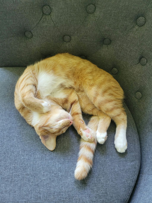 cats - Diesel Image 1