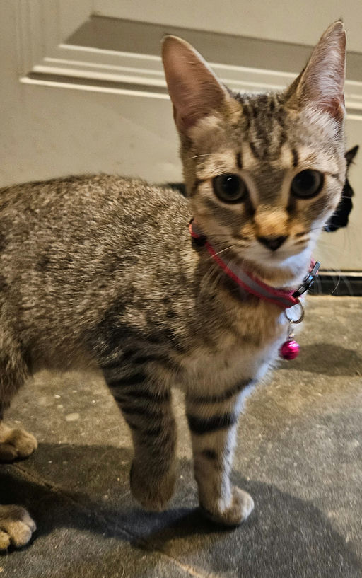 cats - Caroll Image 0