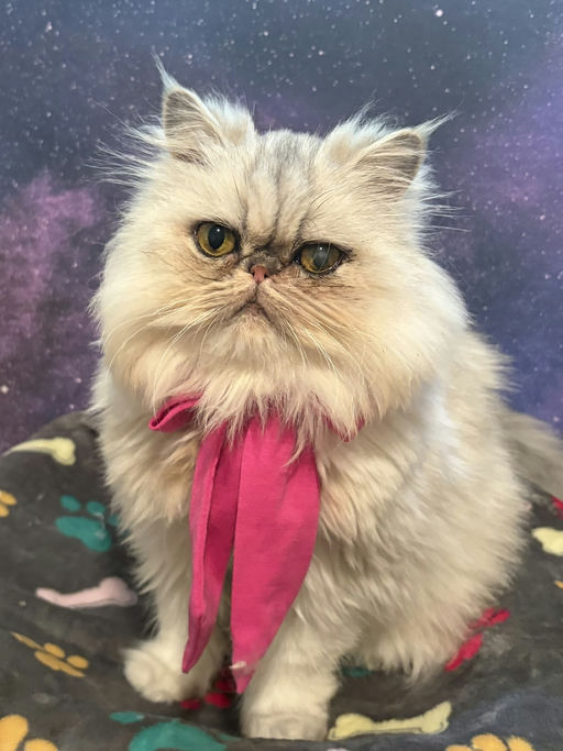 cats - Princess Image 8